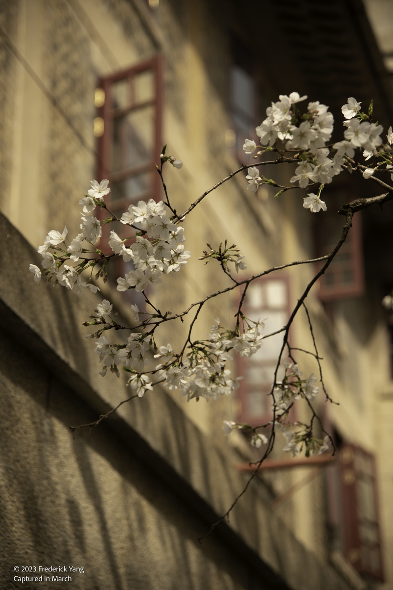 Sakura Mar. 12-6667